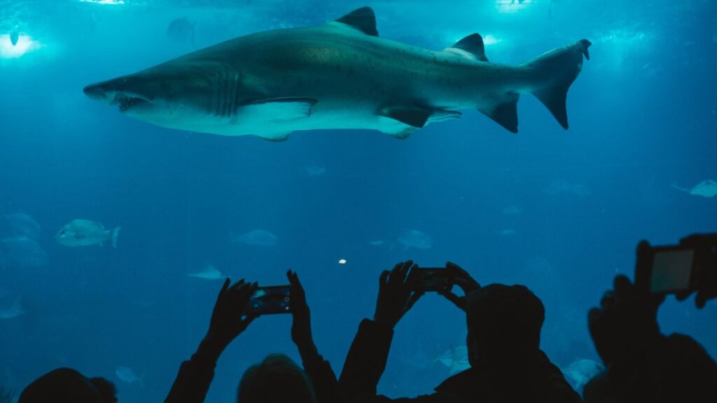 AquaRio Rio de Janeiro aquário marinho tubarões vida marinha pontos turísticos